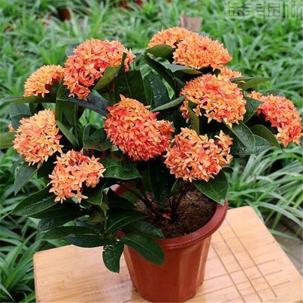 龍船花圖片 龍船花圖片