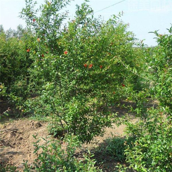 花石榴圖片 花石榴圖片