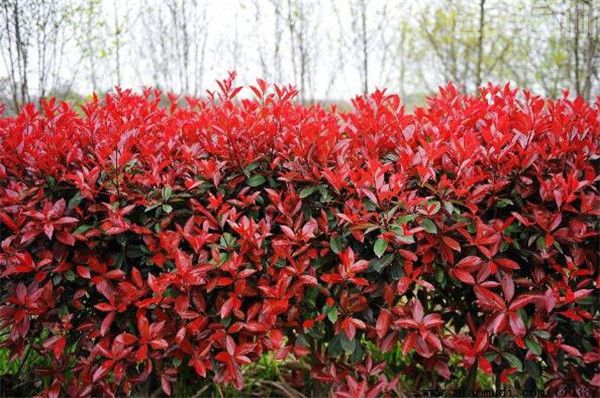 紅葉石楠圖片 紅葉石楠圖片