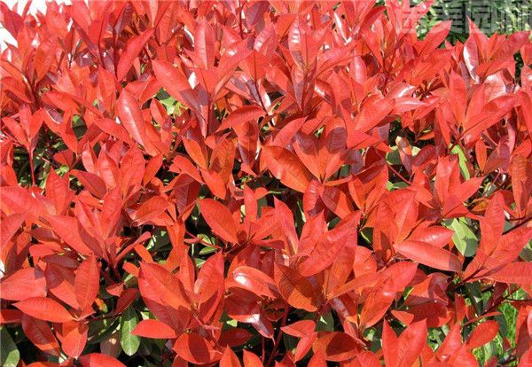 紅葉石楠圖片 紅葉石楠圖片