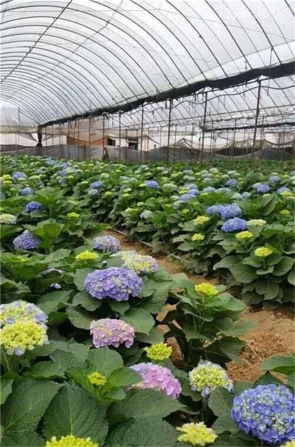 繡球花圖片 繡球花圖片