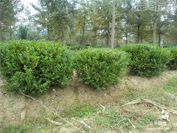 小葉黃楊圖片 小葉黃楊圖片