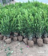 小葉黃楊圖片 小葉黃楊圖片