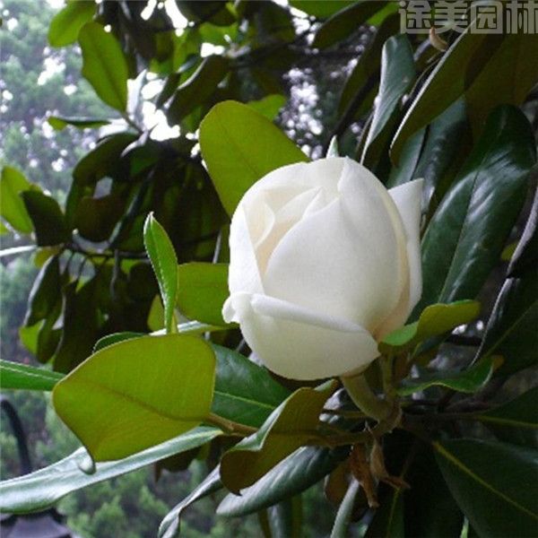 白玉蘭圖片 白玉蘭圖片