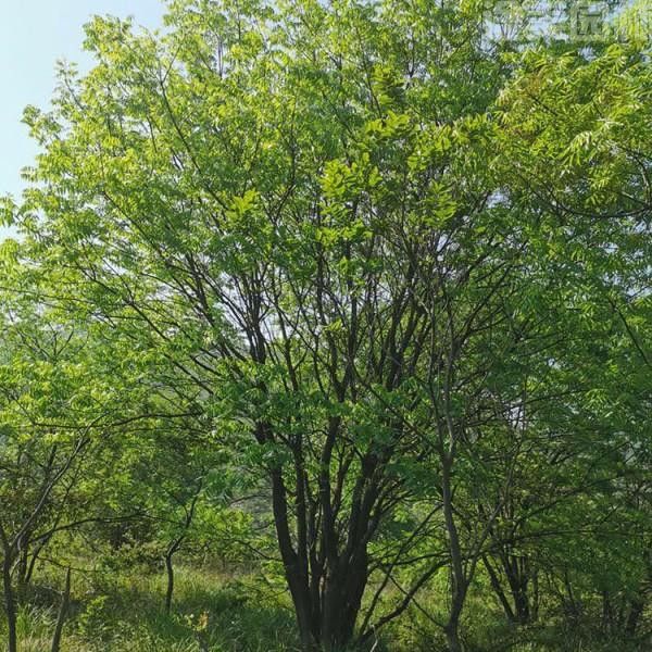 黃連木圖片 黃連木圖片