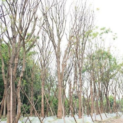 黃連木圖片 黃連木圖片