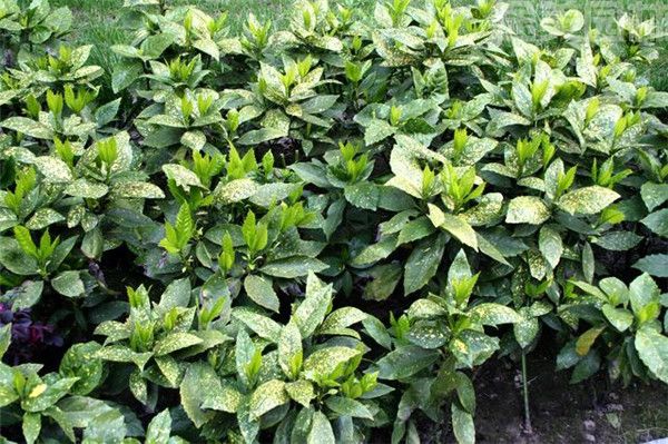 灑金珊瑚 灑金珊瑚