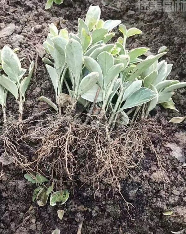 金邊黃楊 金邊黃楊