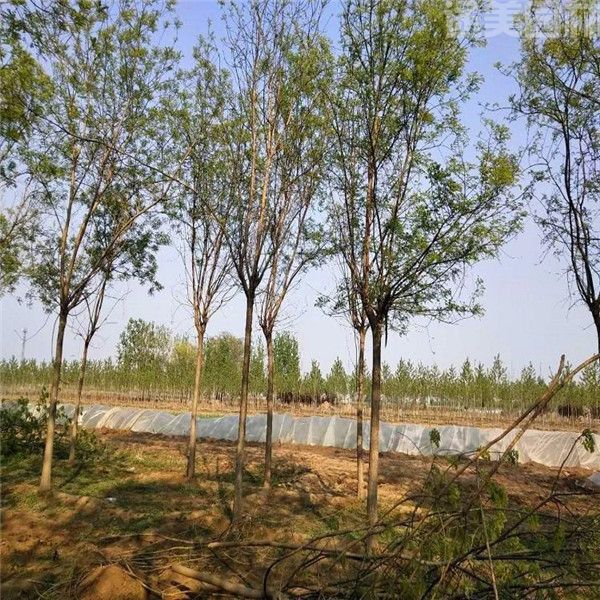 國(guó)槐 國(guó)槐