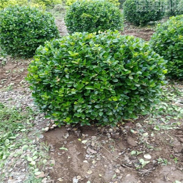 衛(wèi)矛樹(shù) 衛(wèi)矛樹(shù)