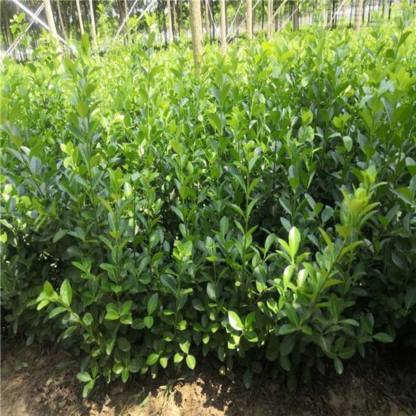 衛(wèi)矛樹(shù) 衛(wèi)矛樹(shù)