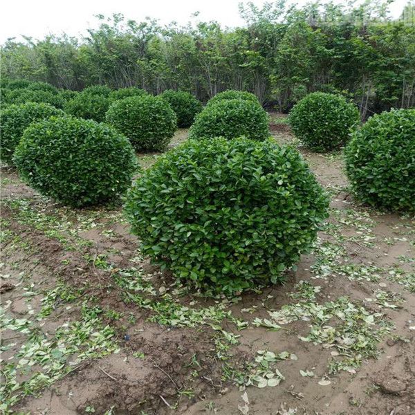 衛(wèi)矛 衛(wèi)矛