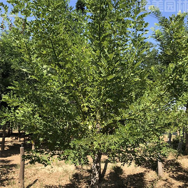 國(guó)槐 國(guó)槐