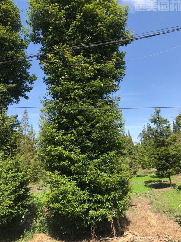 小葉楨楠 小葉楨楠