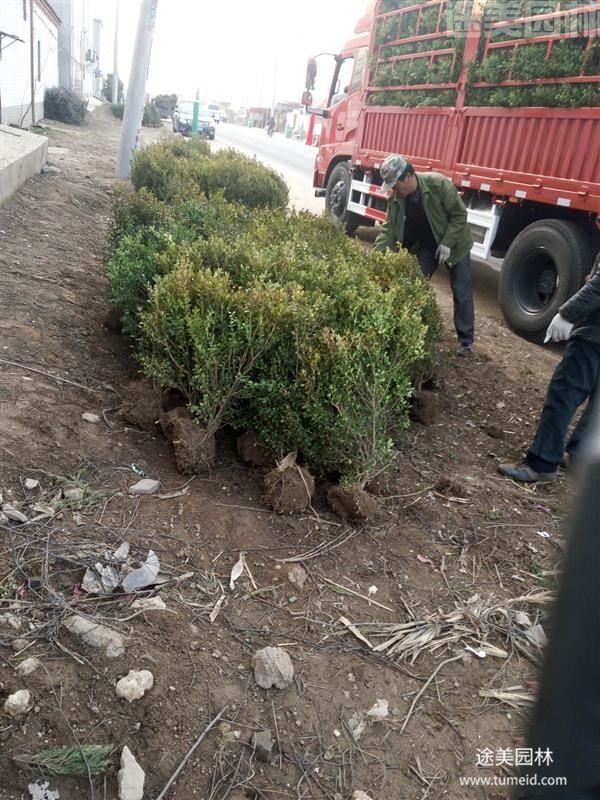 小葉黃楊 小葉黃楊