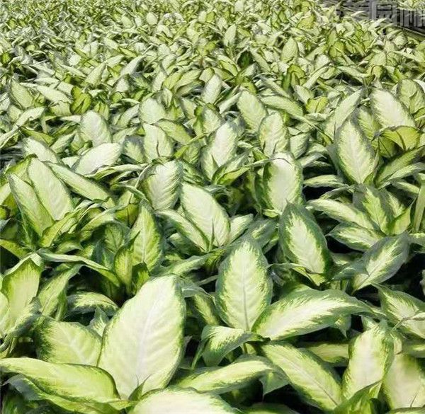 萬(wàn)年青 萬(wàn)年青