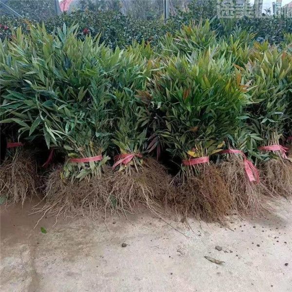 十大功勞 十大功勞