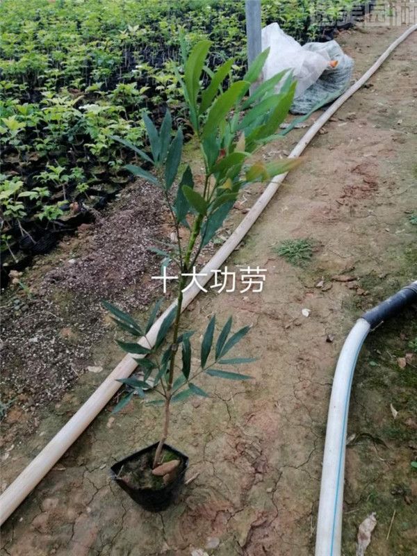 十大功勞 十大功勞