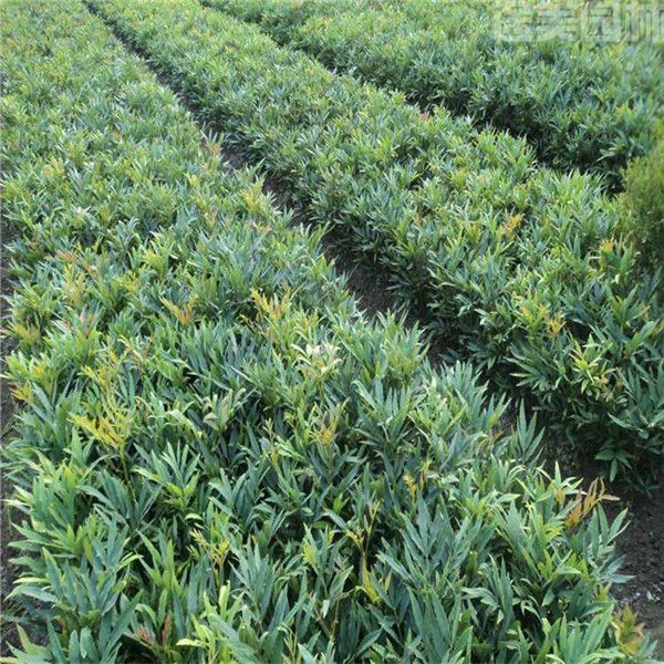 十大功勞 十大功勞