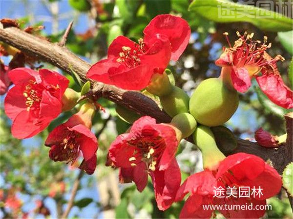 木瓜海棠 木瓜海棠