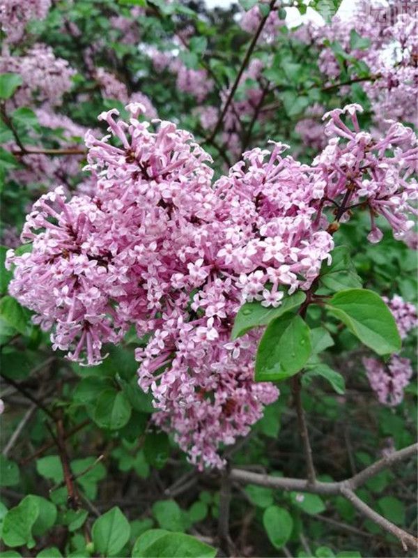 小葉丁香 小葉丁香