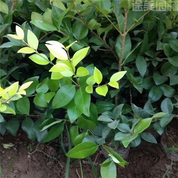 金葉女貞 金葉女貞