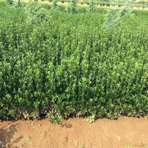 大葉黃楊球 大葉黃楊球