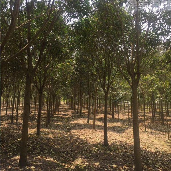 大葉女貞 大葉女貞