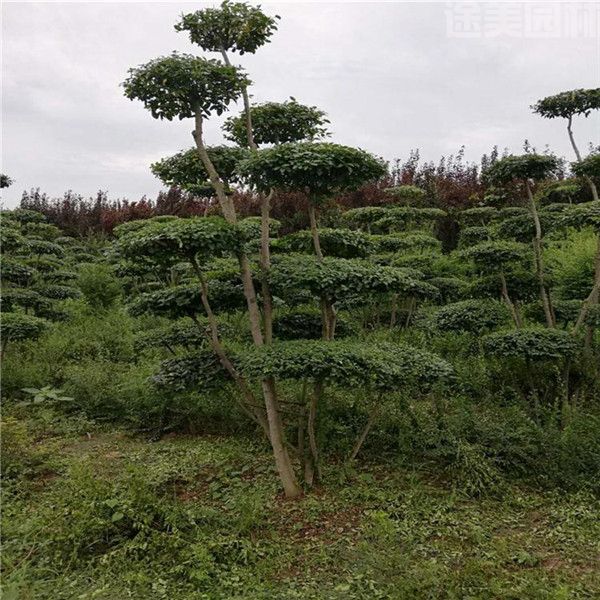 小葉女貞 小葉女貞