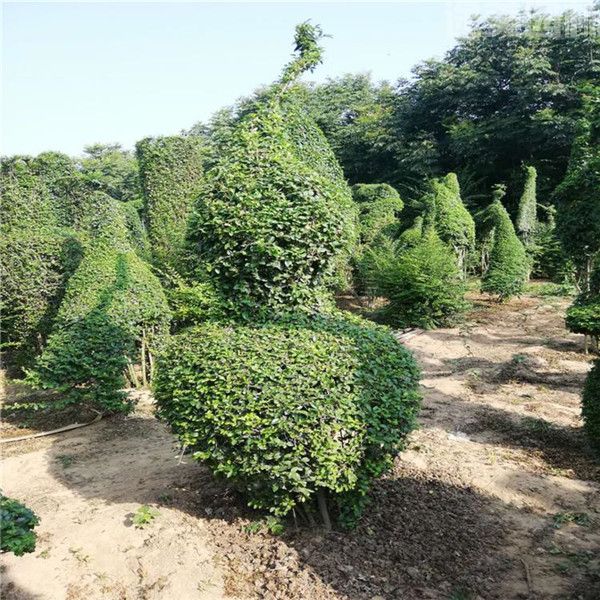 小葉女貞 小葉女貞