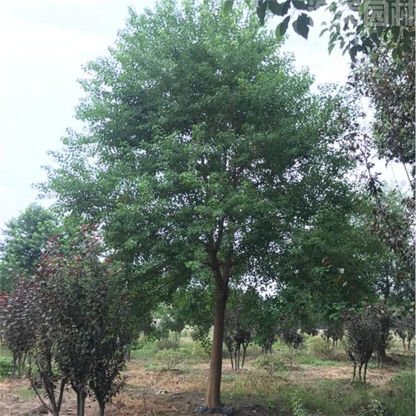 烏桕圖片 烏桕圖片