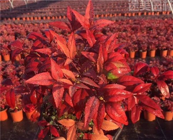 南天竹圖片 南天竹圖片