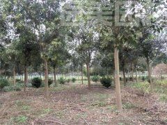 大葉女貞 大葉女貞