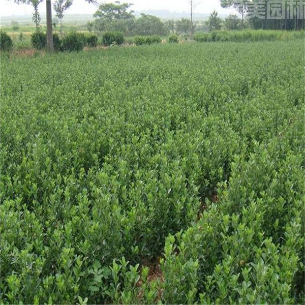 大葉黃楊 大葉黃楊