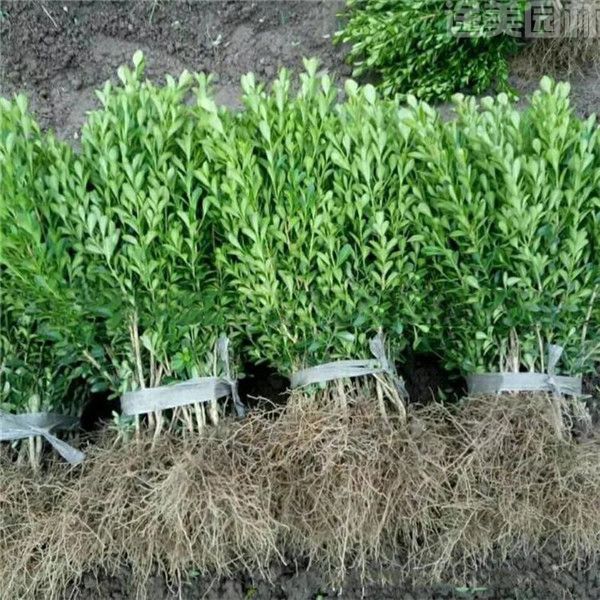 大葉黃楊 大葉黃楊