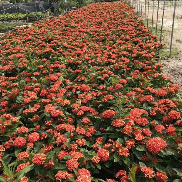 龍船花圖片 龍船花圖片