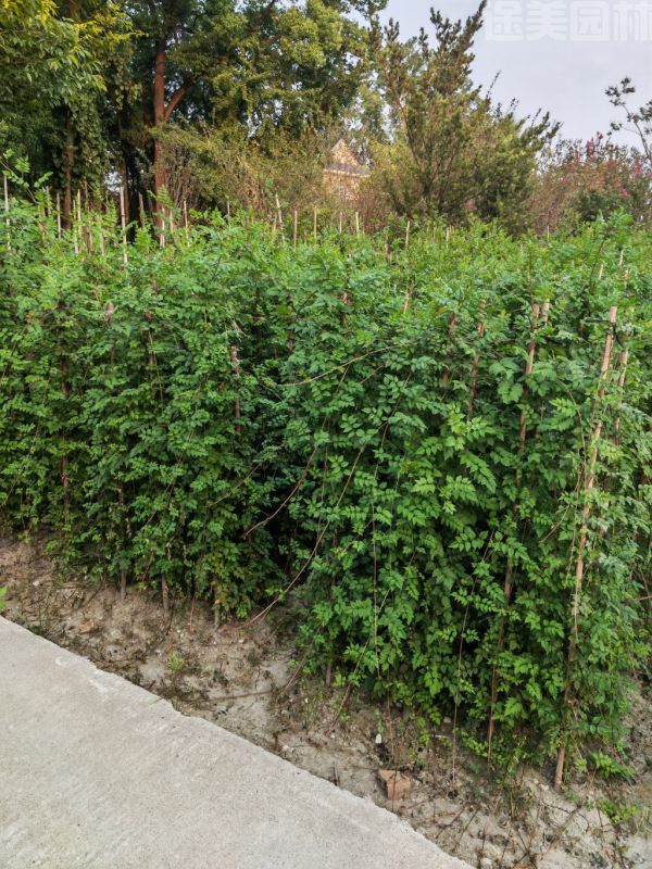 凌霄花圖片 凌霄花圖片