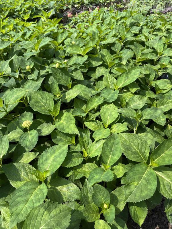 繡球花圖片 繡球花圖片