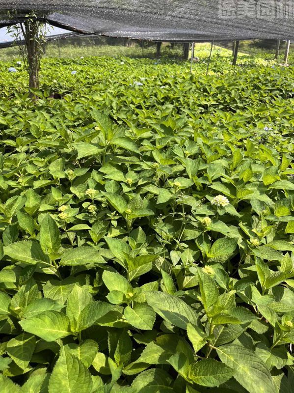 繡球花圖片 繡球花圖片