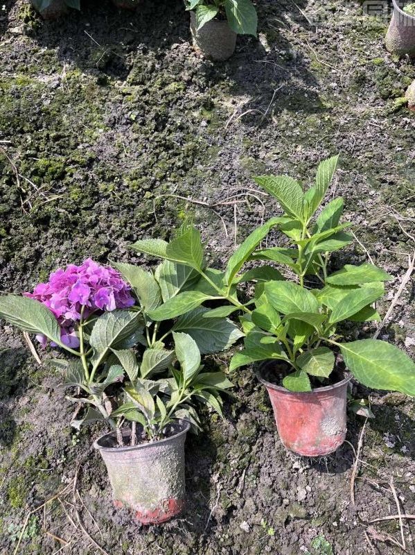 繡球花圖片 繡球花圖片