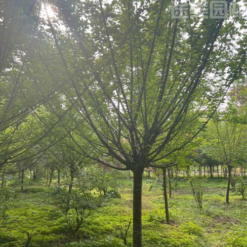 梅花圖片 梅花圖片