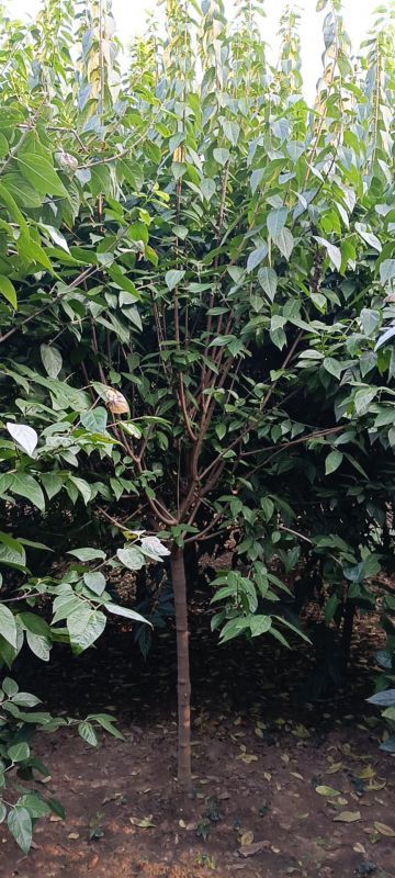 臘梅圖片 臘梅圖片