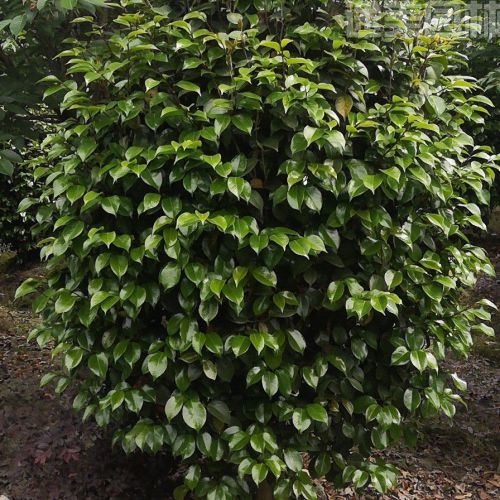 山茶花圖片 山茶花圖片