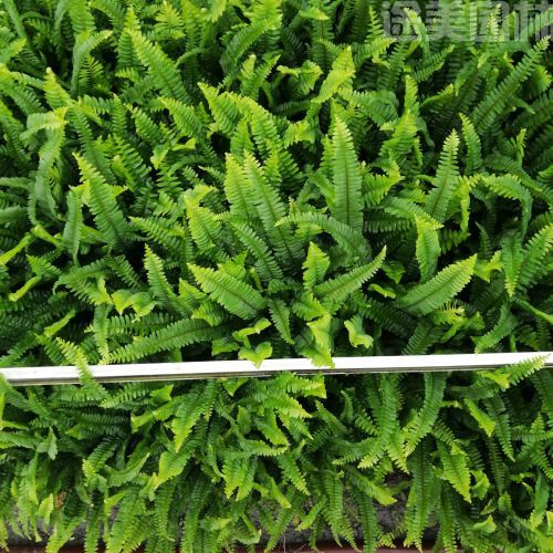 腎蕨圖片 腎蕨圖片