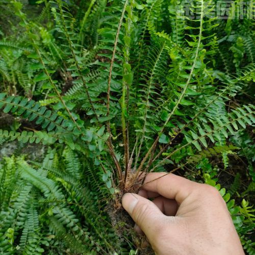腎蕨圖片 腎蕨圖片