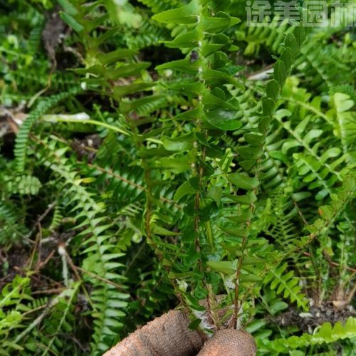 腎蕨圖片 腎蕨圖片