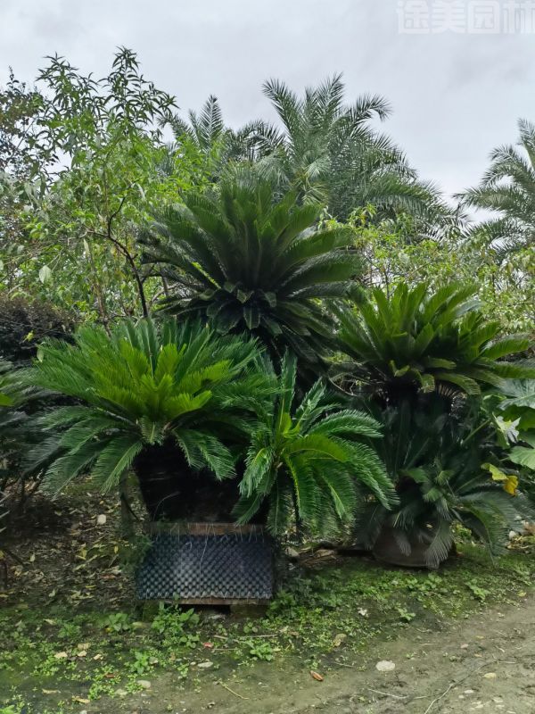 鐵樹圖片 鐵樹圖片