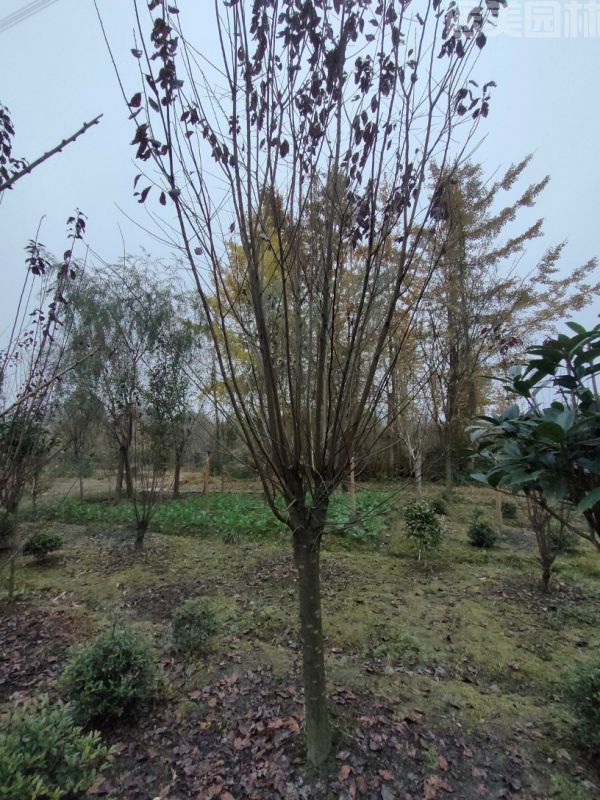 紅葉李圖片 紅葉李圖片