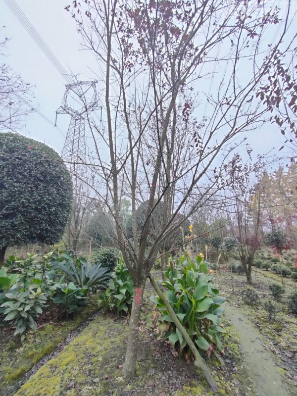 紅葉李圖片 紅葉李圖片