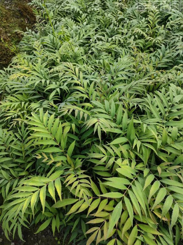 十大功勞圖片 十大功勞圖片